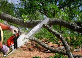 Trusted Cudjoe Key, FL Tree Removal and Landscaping Services Experts